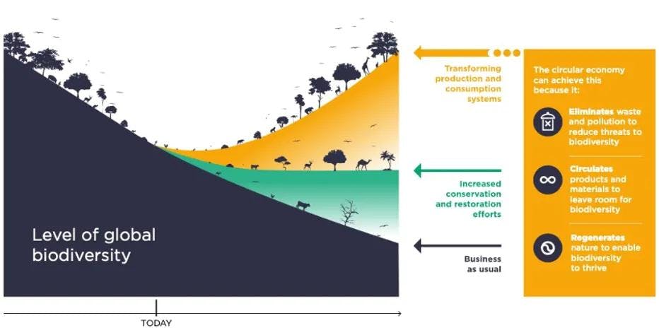 Illustrasjon av Sirkulærøkonomiens tre designprinsipper med mål om å transformere produksjon- og konsumsystemer for å regenerere naturen.